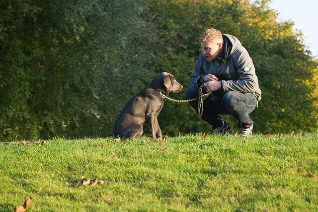 De cachorro travieso a perrotu